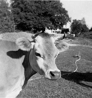 photo of jersey cow May at Robinhood Farm, 1958, from Ipcar family archives.