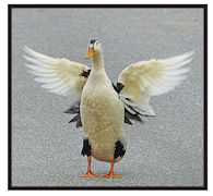 photo of Magpie duck with wings spread