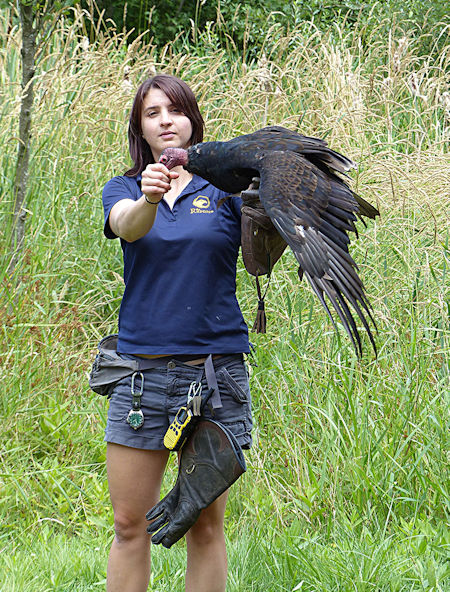 Turkey Feeding, photo by Judy Barrows